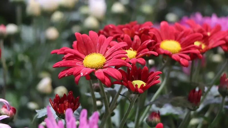 Jardinera